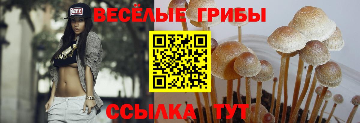 Псилоцибиновые грибы ЛСД Абакан